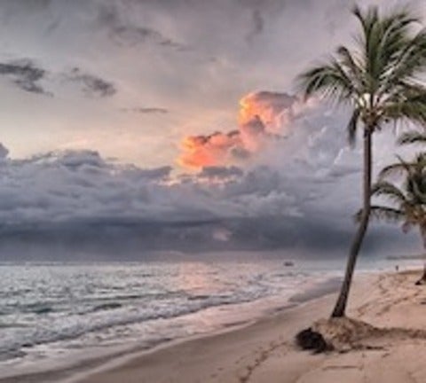 palme tree on beach