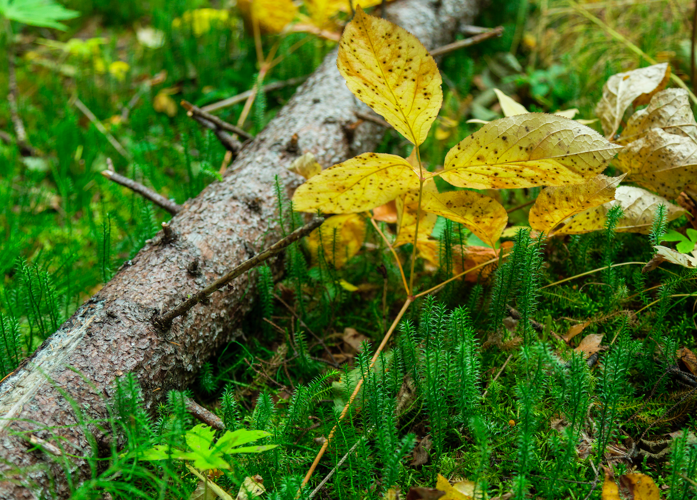 boreal forest floor 