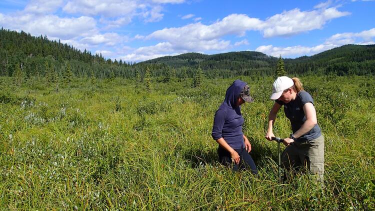 Strack and researcher coring in a wetland