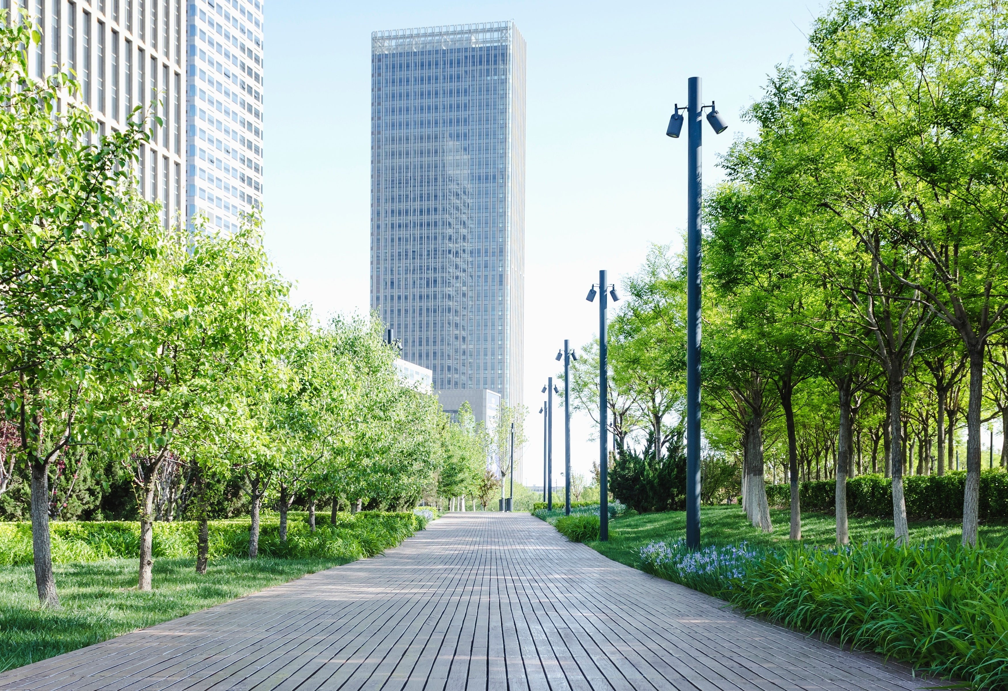 Boardwalk lined with trees