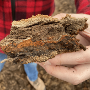 Soil sample with layers