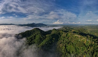 Trees on mountain tops above the clouds
