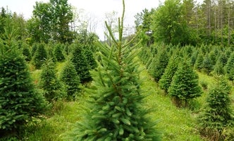 Rows of Christmas trees