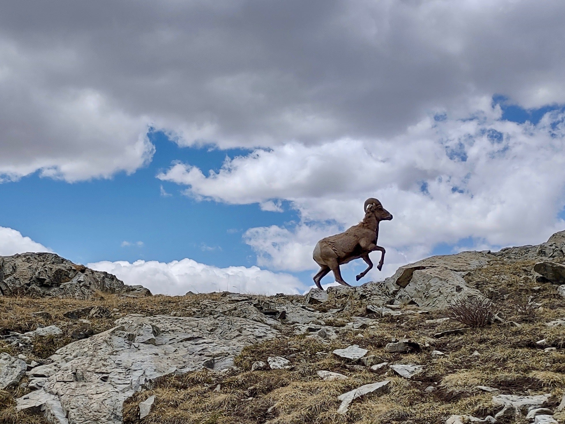 A bighorn sheet prancing on top of a rocky mountain