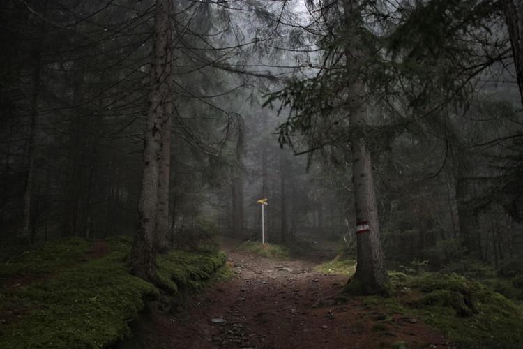 Photo taken by Darynne of a foggy forest of a trail marker in Austria