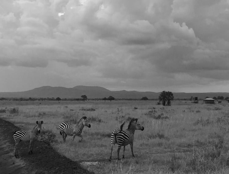 Photo taken by Luarel visting Mikumi National park in Tanzania