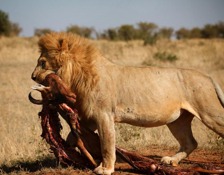 Photo taken by Hyunjin of a lion in the field hunting in Kenya