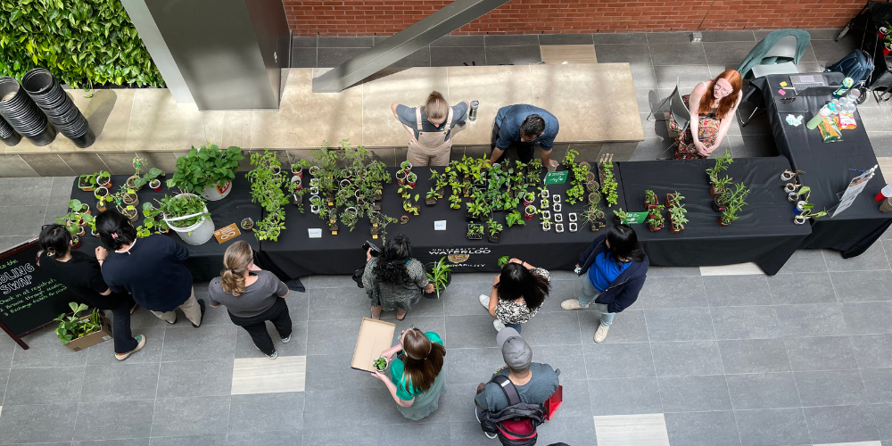 Alison Baird and outside and standing behind a table with many seedlings on it. Many people are around the table.