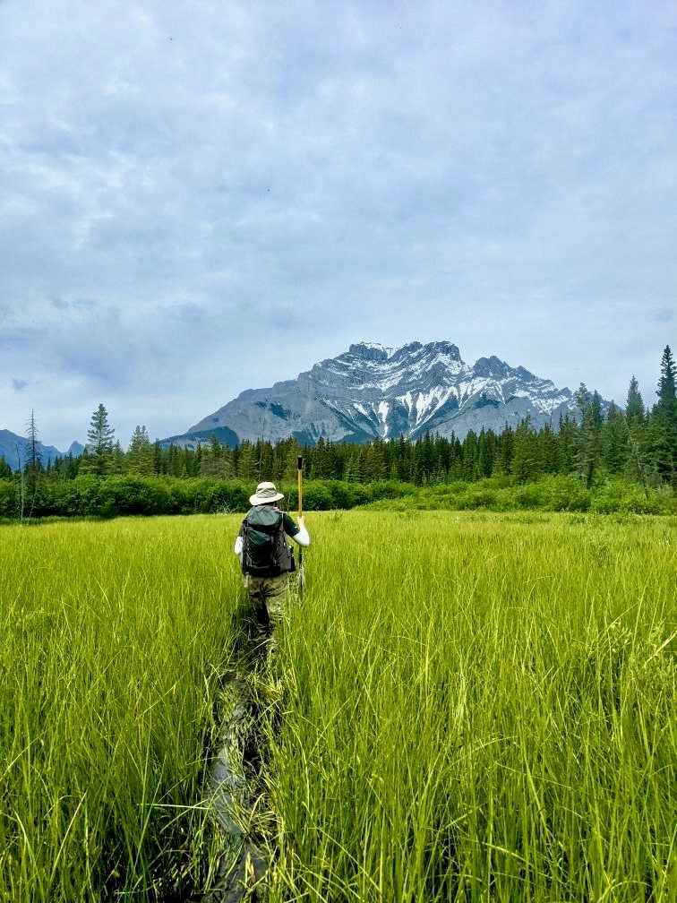 Shelby walking towards a mountain in a grass field