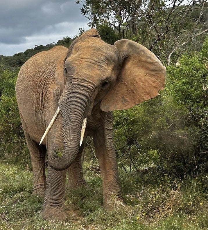 An elephant in front of some trees and bushes.