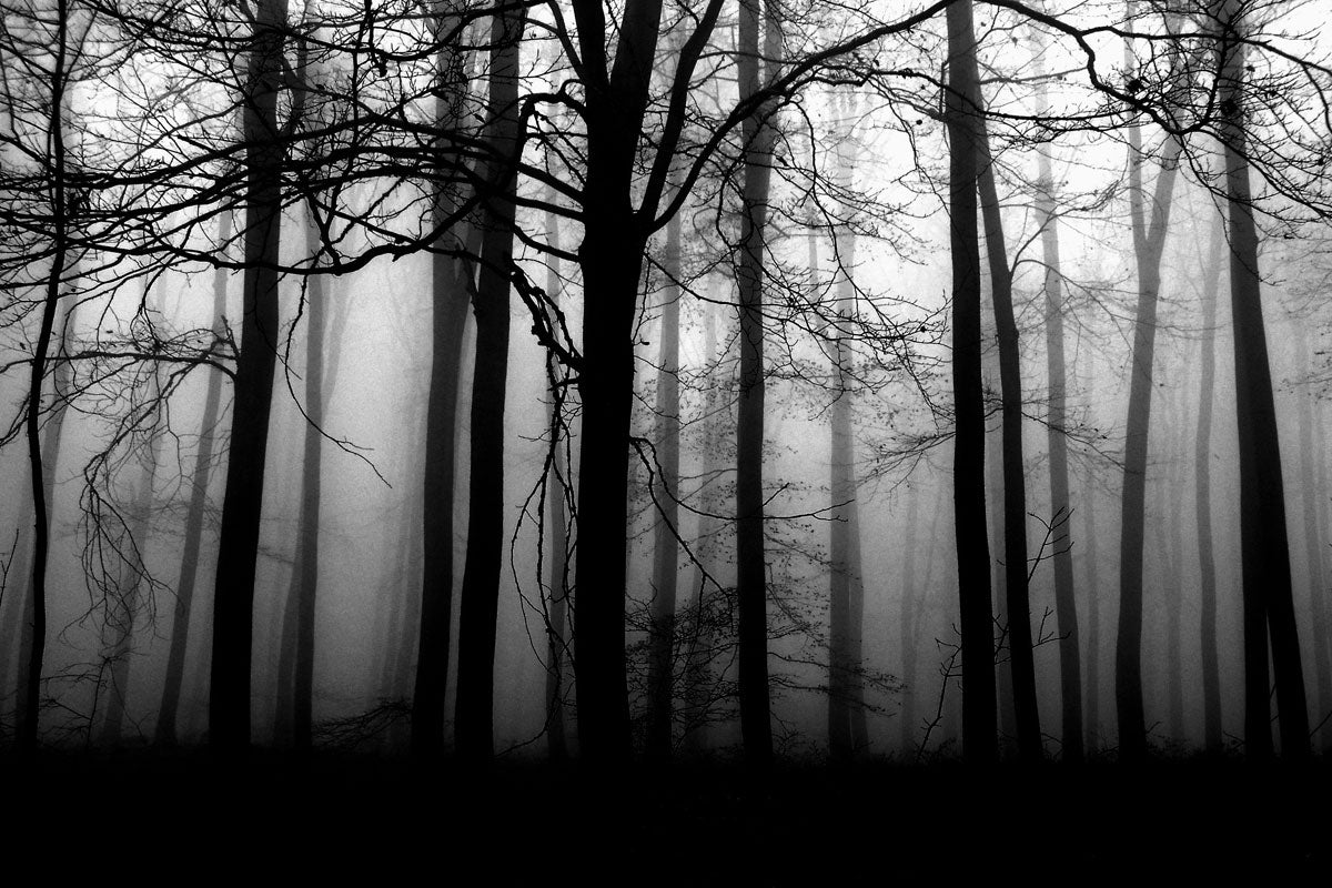 a forest of black trees surrounded by fog