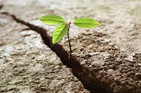 A small plant growing out from the crack on a boulder.