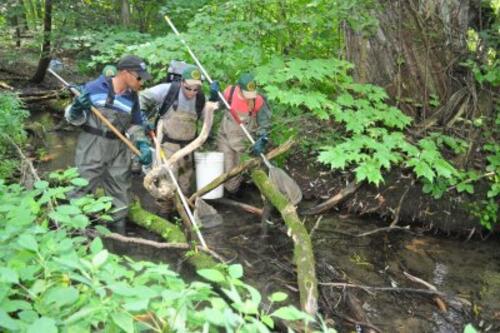 Photo of 3 Ontarian researchers standing in a stream and  electrofishing for data analysis and collection. 