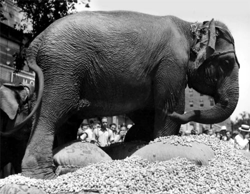 image of elephant eating peanuts
