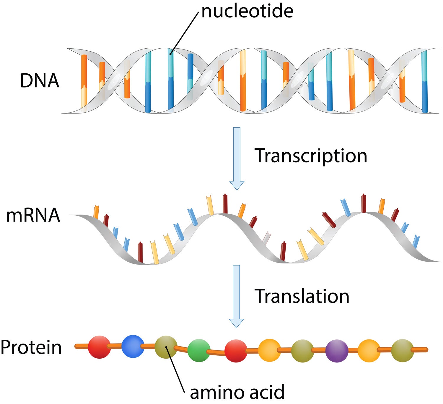 image depicting DNA transcription to mRNA and mRNA translation to protein