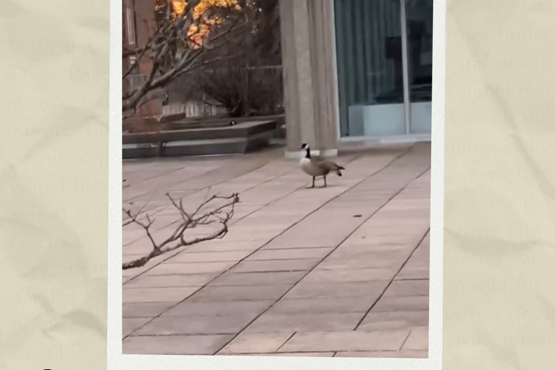 A goose wandering around a rooftop, with the sunset in the background. Text reads: "V1 Roof: ON THE ROOF. Nest located inside the bushes just behind. HEAD ON ATTACK REPORTED. Flew at face and had to dodge it. There is no where to run on the roof, DO NOT attempt. VERY aggressive. Don't dare wach the sunset"