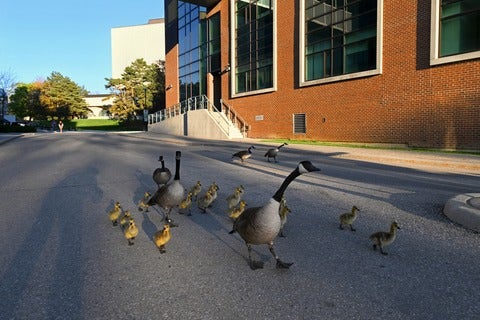Two geese and their goslings walking on a paved round on Waterloo campus