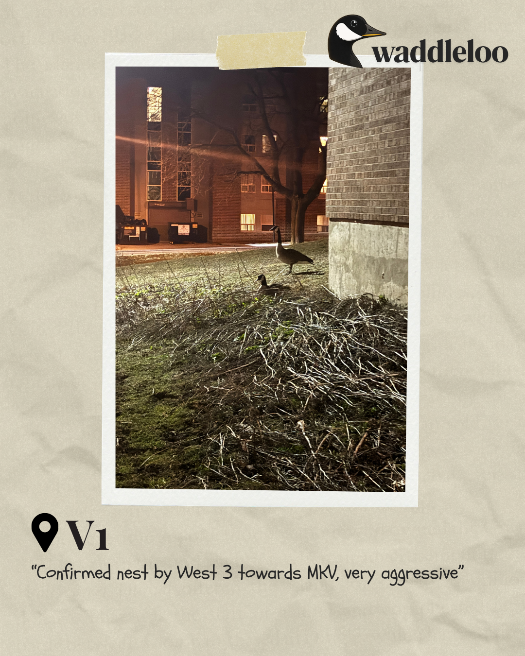 A nighttime view of 2 geese at a university residence, one of them is sitting down. Text reads: "Confirmed nest by West 3 towards Mackenzie King Village (MKV), very aggressive"