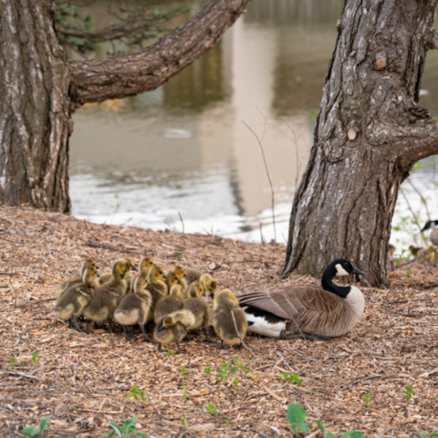 Goose and goslings next to a pond
