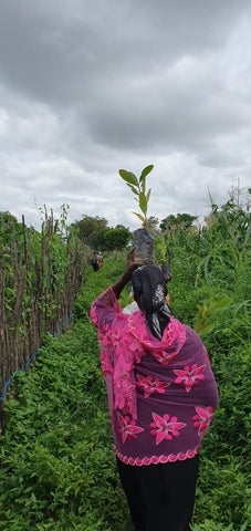 woman in farm field in Africa