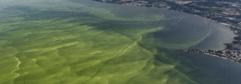 Algal blooms in Great Lakes