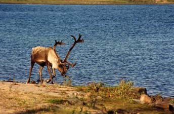 A caribou beside the Thelon River.