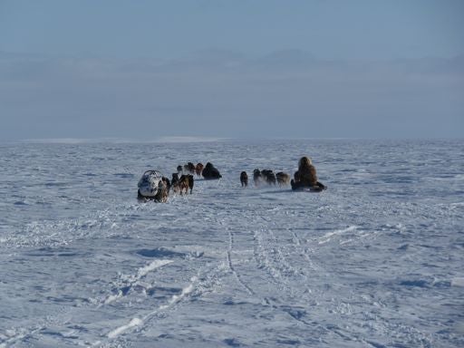 Qallunaat travelling by dogsled on snowy tundra.