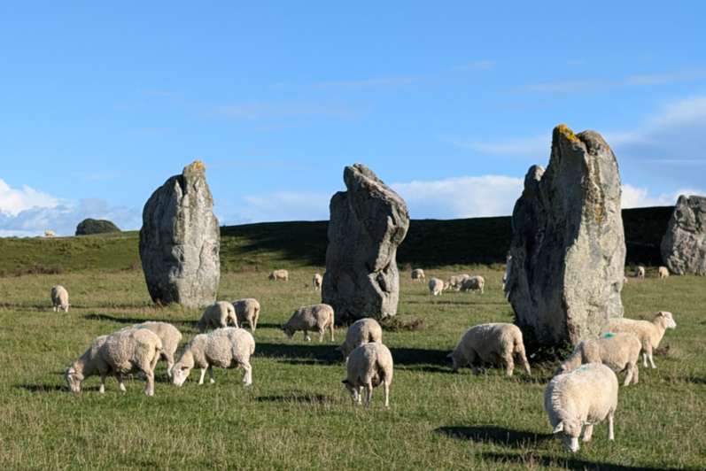 Sheep grazing in a field
