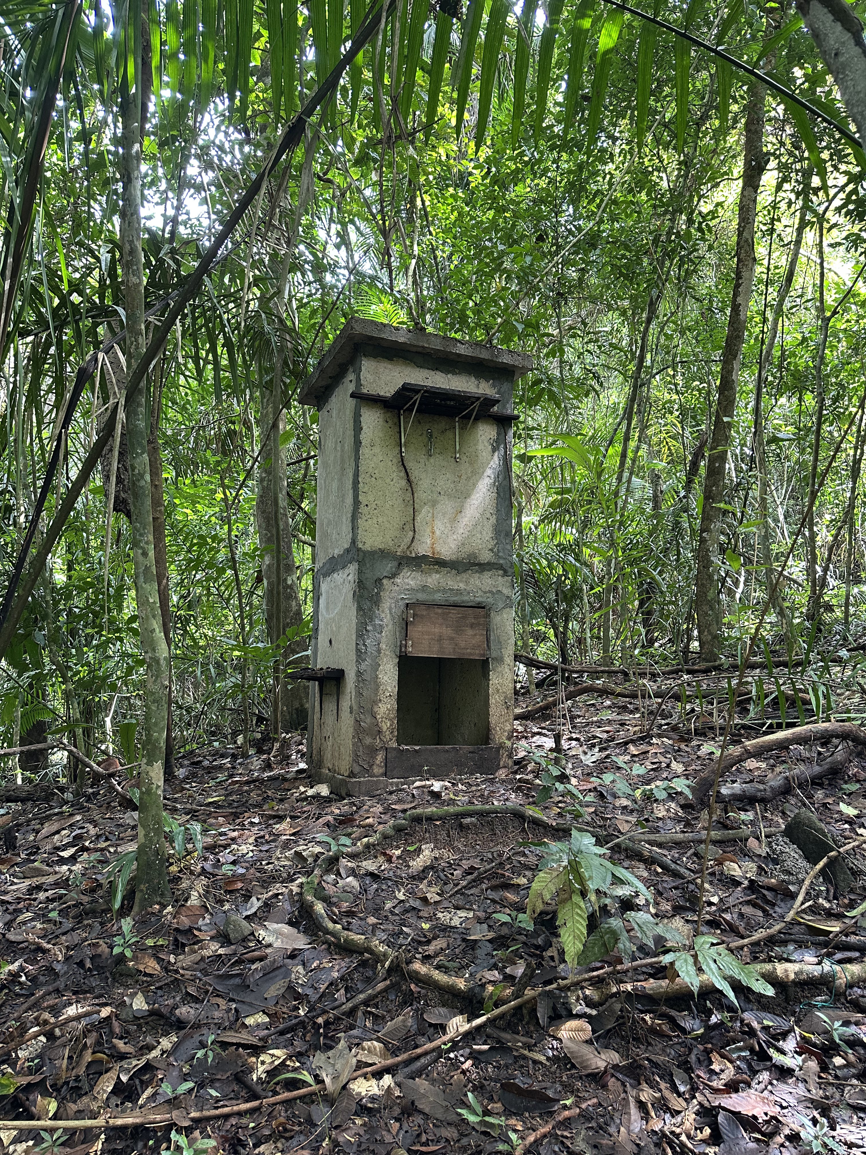 A bat roost in the woods