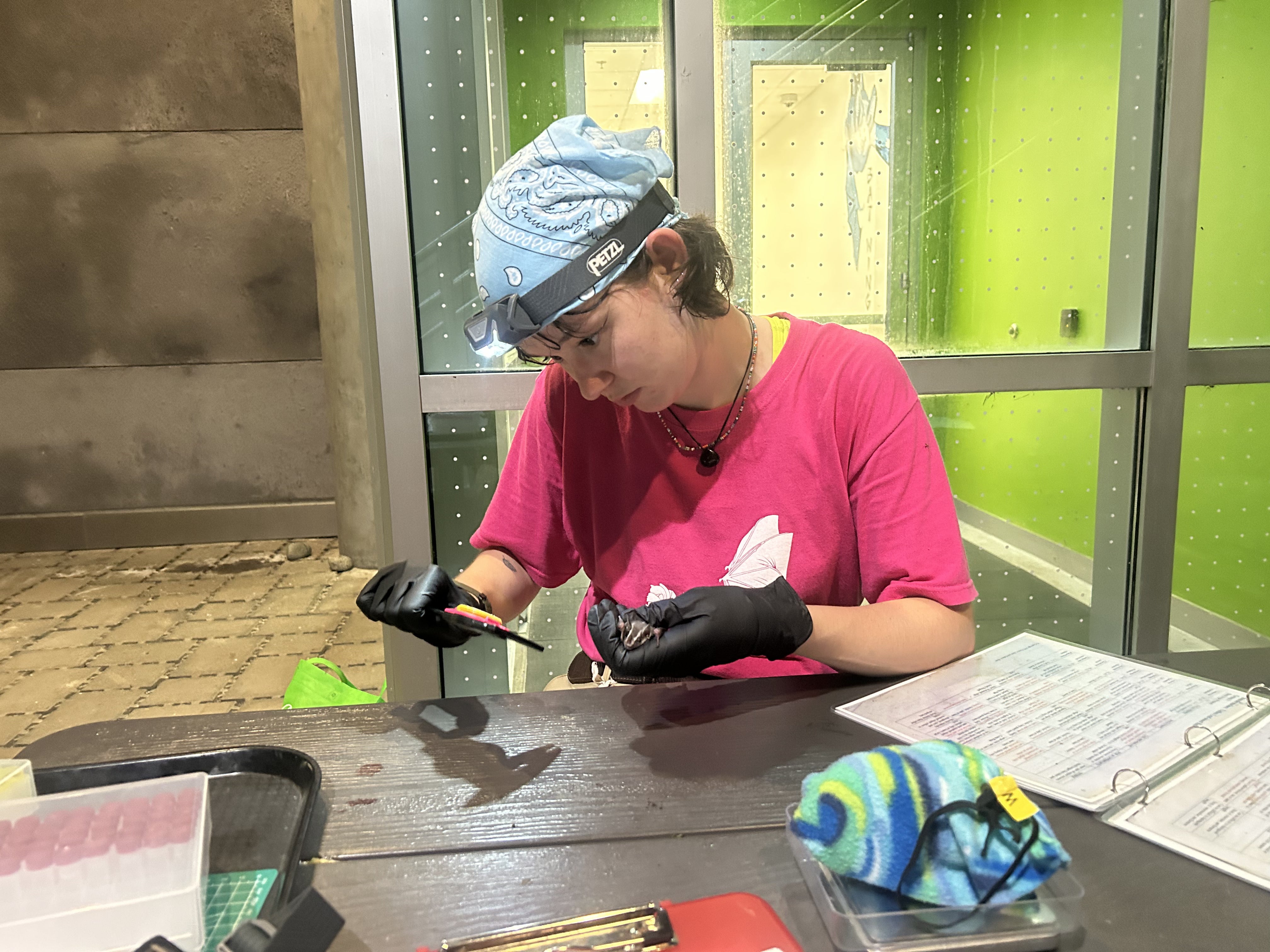 A person inspecting a bat