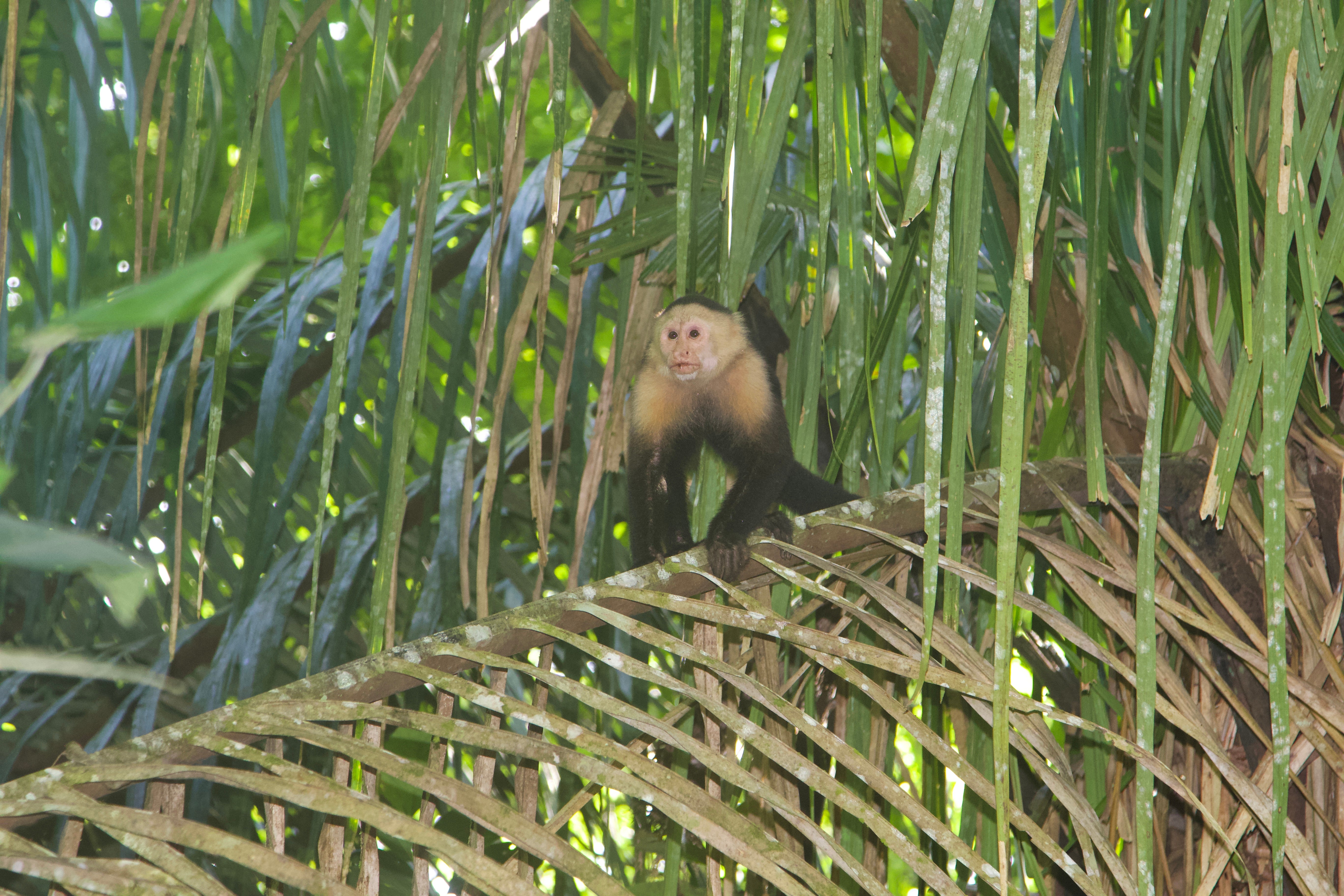A capuchin monkey walking along a tree branch.