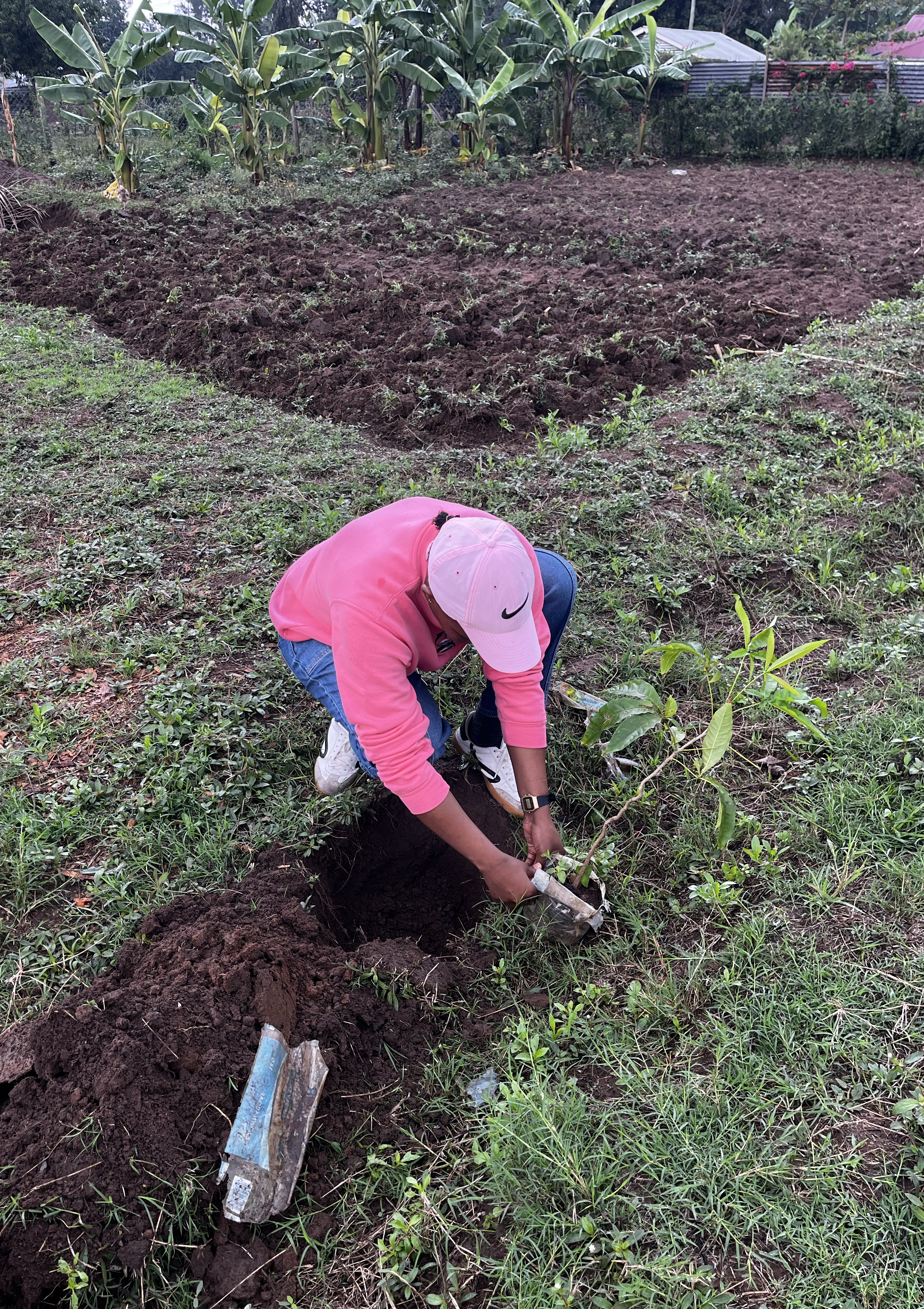 A person planting a sapling in front of a patch of tilled soil