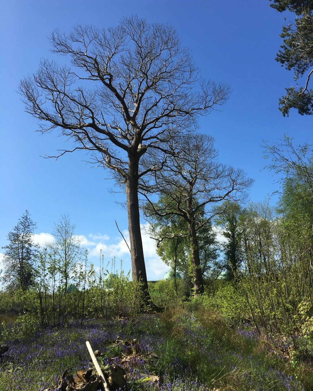 Data collection field