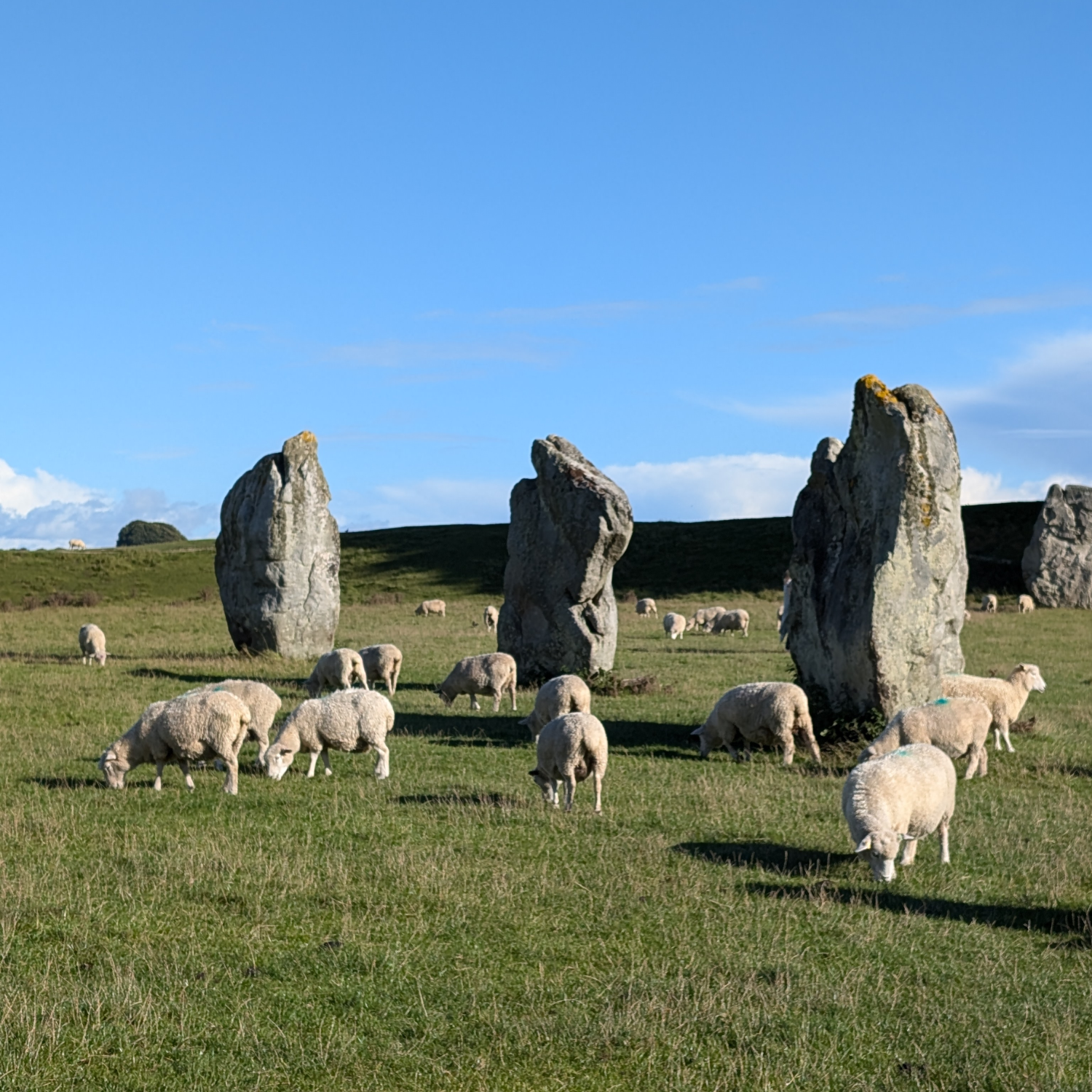 Sheep grazing in a field
