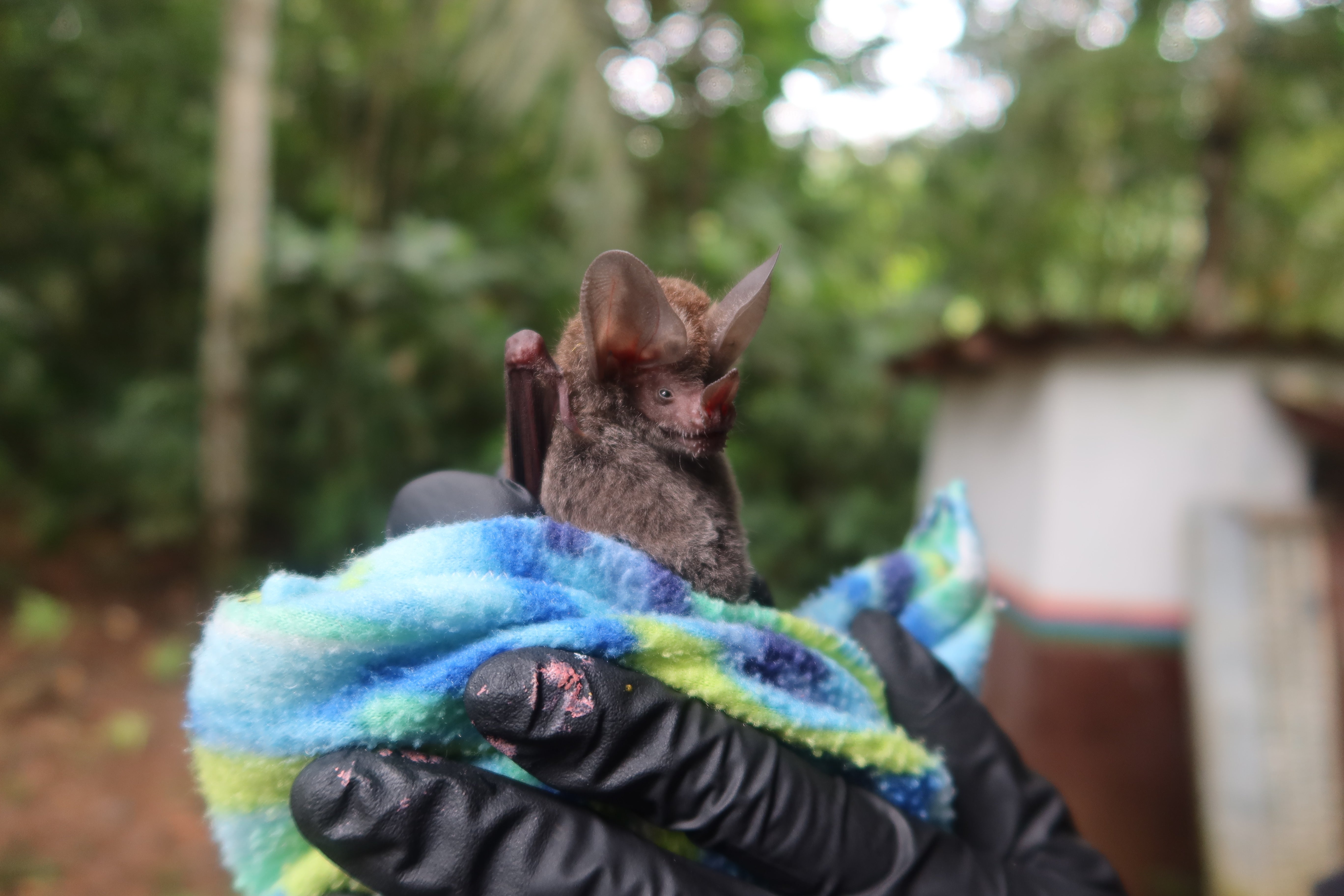 A bat being held in a colourful piece of cloth