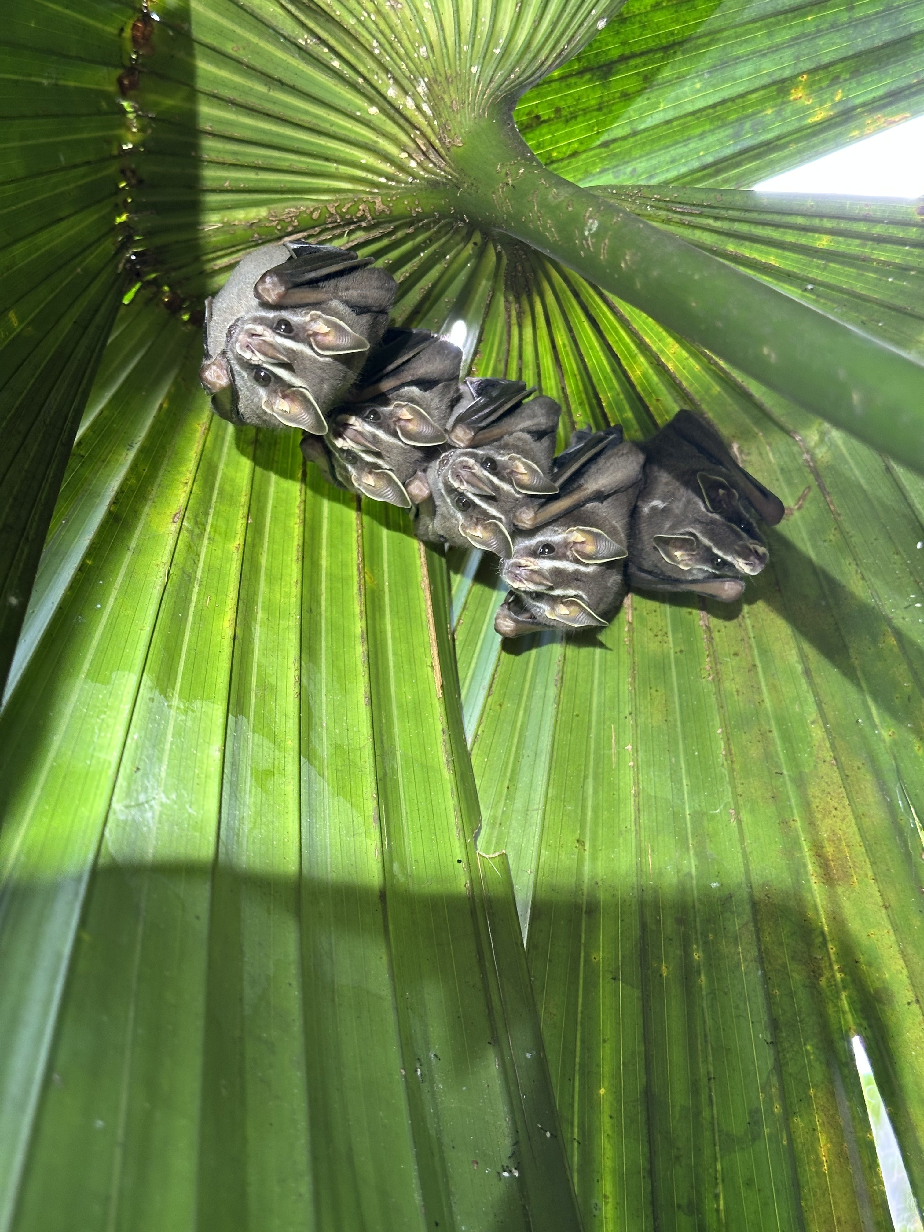 5 bats hanging upside down from a leaf