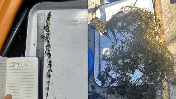 On the left: Young hydrilla plant. On the right: Mature hydrilla plant.