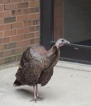 A turkey lurks outside a Hagey Hall entrance.