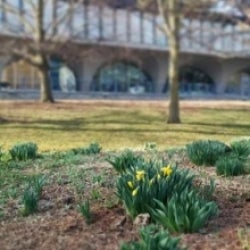 An image of a flower bed outside the Dana Porter Library.