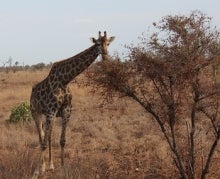A giraffe feeding on a tree.