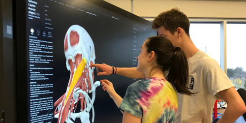 Students work with technology, viewing a skeleton and studying anatomy