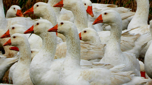 A flock of white geese with orange beaks.