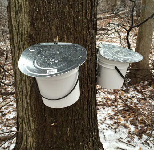 Trees tapped with buckets on campus.