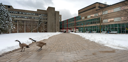 Two Canada Geese own the CD quad.