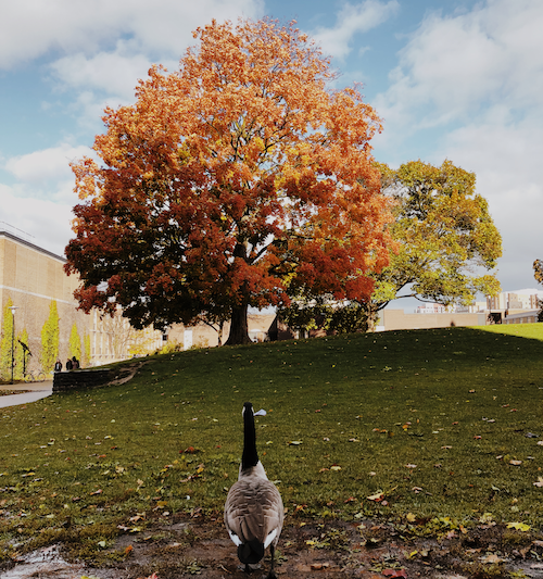 A goose walks towards a tree with its leaves turned orange and red.