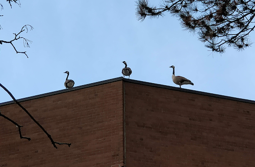 Three geese stand atop Needles Hall.