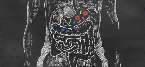 A not-at-all gross illustration of the human intestine.