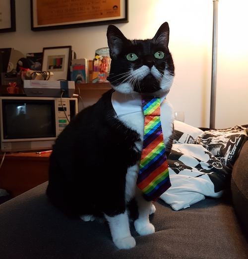 Pico the cat wearing a rainbow tie.