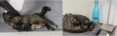 Athena the cat stretches and then naps.