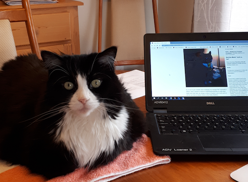 K the cat sits next to a laptop featuring the Daily Bulletin.
